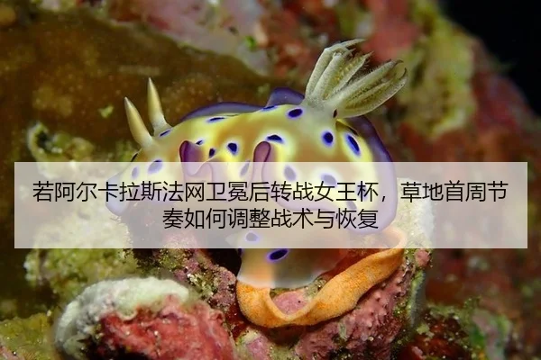 ruo-a-er-ka-la-si-fa-wang-wei-mian-hou-zhuan-zhan-nv-wang-bei-cao-di-shou-zhou-jie-zou-ru-he-tiao-zheng-zhan-shu-yu-hui-2-796.jpg